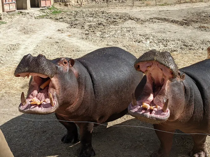 Animales en el Safari Aitana